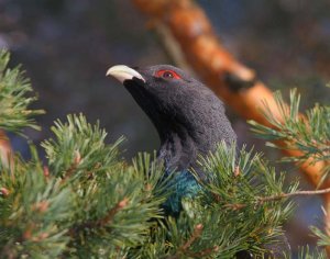 Western_Capercaillie1