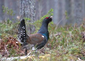 Western_Capercaillie_2