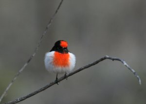 Red-capped Robin