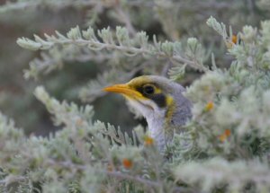 Yellow-throated Miner