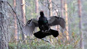 Wester_Capercaillie_6