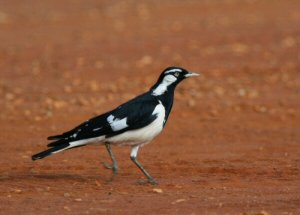 Australian Magpie Lark