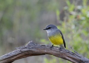 Western Yellow Robin