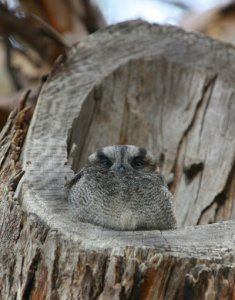 Australian Owlet Nightjar