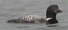 Great Northern Diver