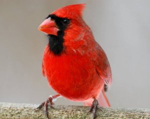 Cardinal