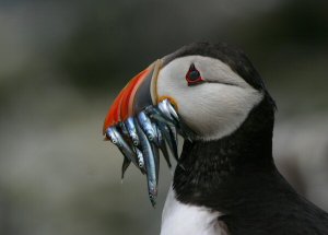 Puffin