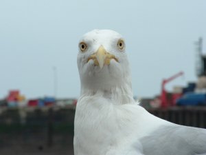 Herring Gull in Bridlington