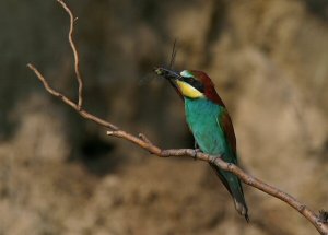 Bee-eater