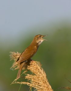 Savi's Warbler