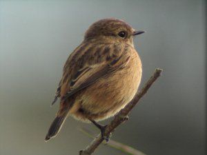 Stonechat