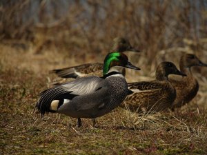 Falcated Duck