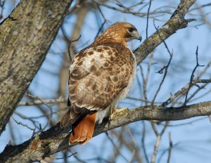 Red Tailed Hawk