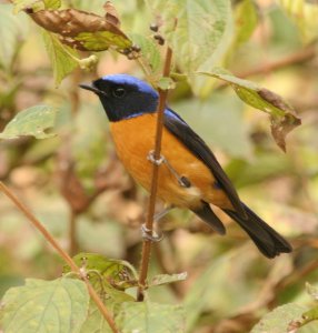 Rufous-bellied Niltava