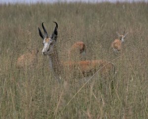 Springbok in the Grass