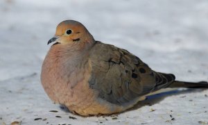 Mourning Dove