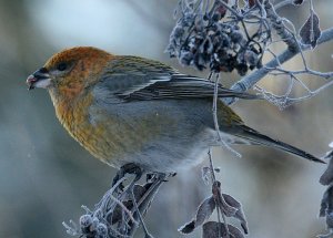 Pine Grosbeak