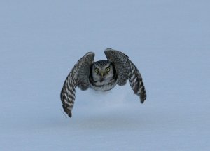 Hawk Owl