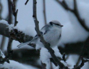 Azure Tit