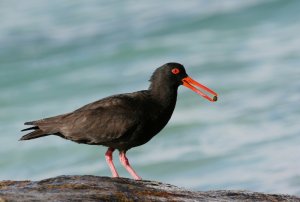 Sooty Oystercatcher