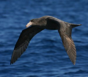 Antarctic Giant-Petrel