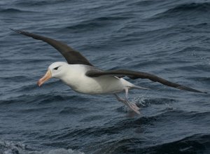 Black Browed Albatross