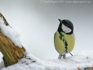 Great Tit