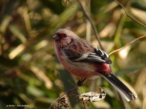 Long-tailed Rosefinch