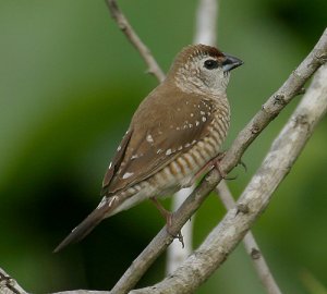 Plum headed finch