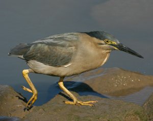 Mangrove Heron