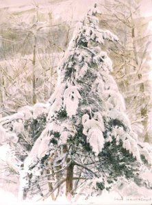 Snow covered Pine tree