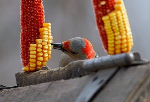 Red Bellied Woodpecker