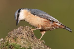 Nuthatch