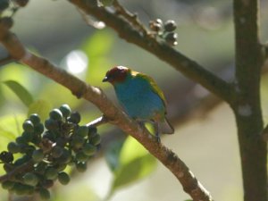 Bay-Headed Tanager