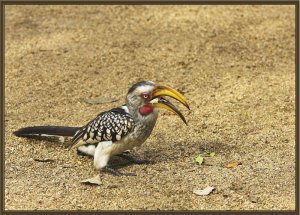 Yellowbilled Hornbill