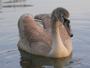 Juvenile mute swan