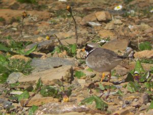 Ringed Plover