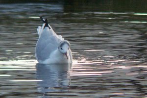 Black headed gull