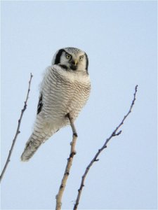 Hawk Owl