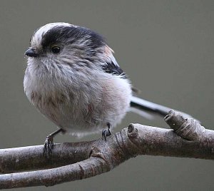 LONG-TAILED TIT