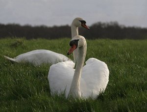 MuteSwans