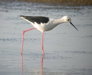 "Sammy" Black-winged Stilt