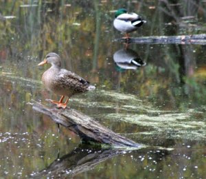 Mallard_hen