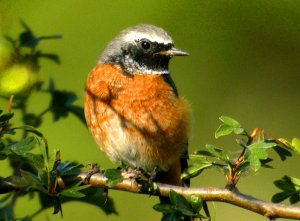 redstart