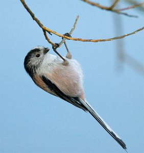 Long Tailed Tit