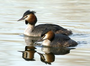 Mating Pair 2007