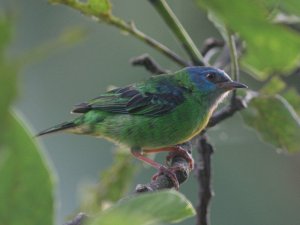 Blue Dacnis (Female)