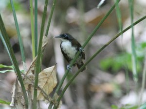 Bicolored Antbird