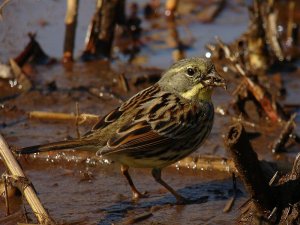 Masked Bunting