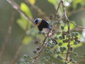 Golden-Hooded Tanager